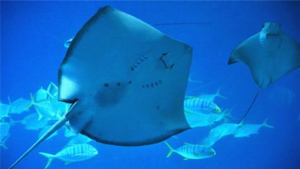 魟魚長時間不吃食需要加點什么：當(dāng)魟魚長時間不吃食時