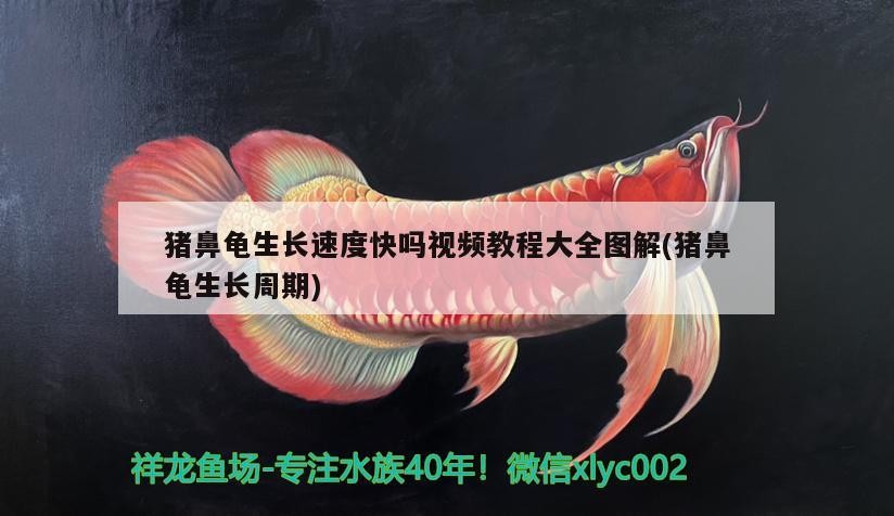 豬鼻龜生長速度快嗎視頻教程大全圖解(豬鼻龜生長周期)