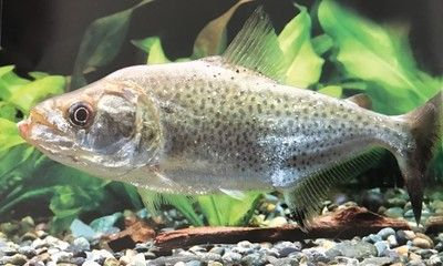 魔獸世界9.0刺鰭水虎魚餌獲取方法刺鰭水虎魚餌獲取方法：《魔獸世界》9.0刺鰭水虎魚刷新點位置一覽