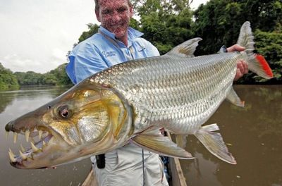 魔獸世界9.0刺鰭水虎魚餌獲取方法刺鰭水虎魚餌獲取方法：《魔獸世界》9.0刺鰭水虎魚刷新點位置一覽