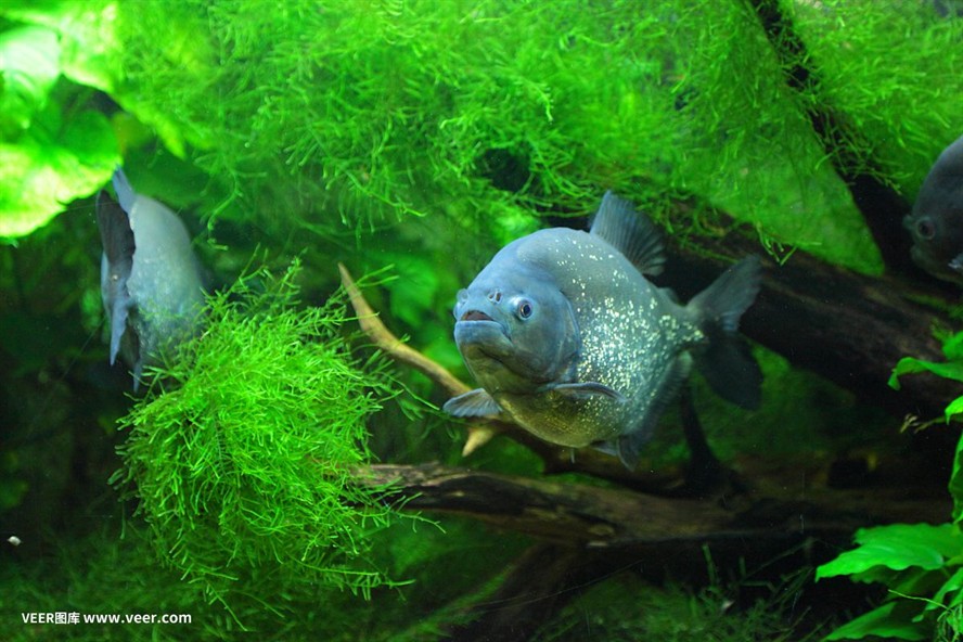 魔獸世界9.0刺鰭水虎魚餌獲取方法刺鰭水虎魚餌獲取方法：《魔獸世界》9.0刺鰭水虎魚刷新點位置一覽