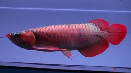 印尼超血紅龍魚好嗎：印尼超血紅龍魚市場價格
