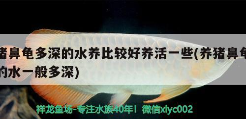 豬鼻龜多深的水養比較好養活一些(養豬鼻龜的水一般多深)