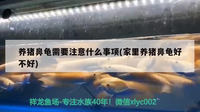養豬鼻龜需要注意什么事項(家里養豬鼻龜好不好)