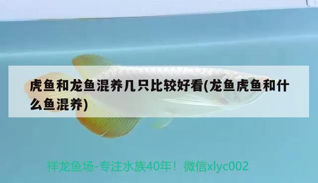 虎魚和龍魚混養(yǎng)幾只比較好看(龍魚虎魚和什么魚混養(yǎng))