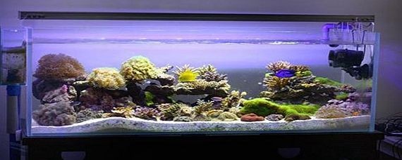 茶色玻璃魚缸適合養什么魚：什么樣的魚適合在茶色玻璃魚缸中飼養？