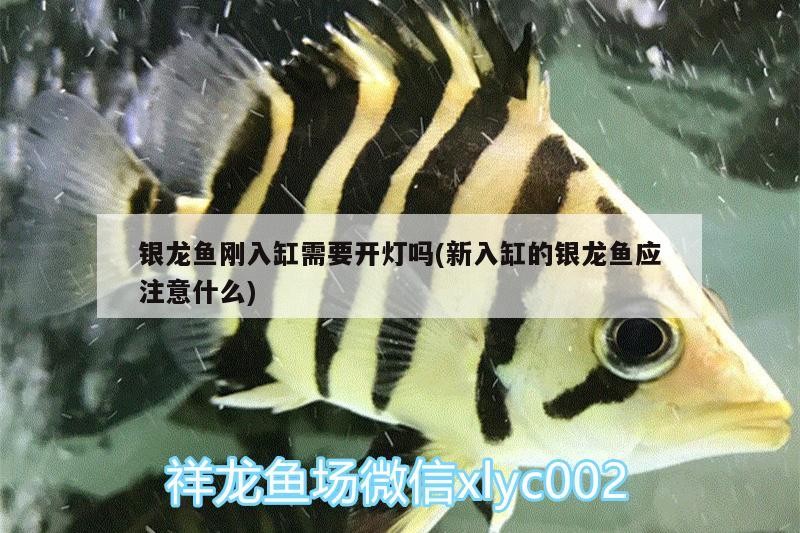 銀龍魚剛入缸需要開燈嗎(新入缸的銀龍魚應注意什么)