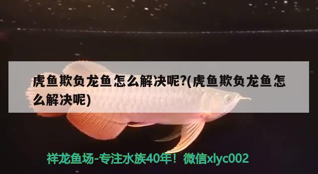 虎魚欺負龍魚怎么解決呢?(虎魚欺負龍魚怎么解決呢)