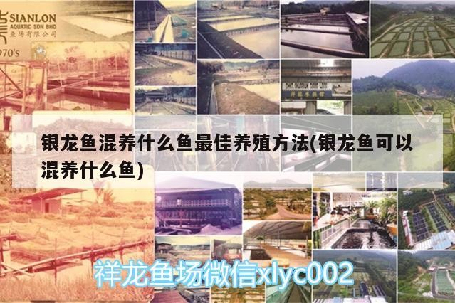 銀龍魚混養(yǎng)什么魚最佳養(yǎng)殖方法(銀龍魚可以混養(yǎng)什么魚)