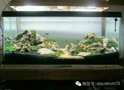 多大的魚缸合適