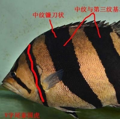 如何區(qū)分泰虎和印尼虎圖片：如何區(qū)分泰虎和印尼虎 如何區(qū)分泰虎和印尼虎圖片：如何區(qū)分泰虎和印尼虎 虎魚百科 第2張