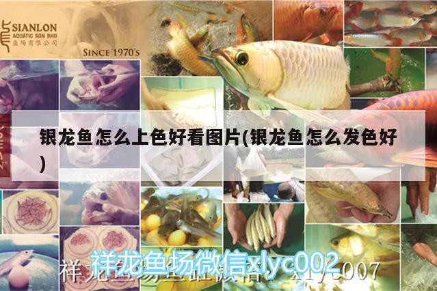 銀龍魚怎么上色好看圖片(銀龍魚怎么發色好)