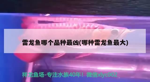 雷龍魚哪個品種最兇(哪種雷龍魚最大)