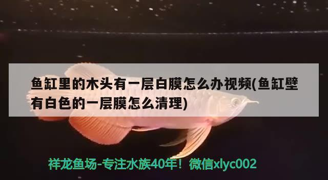 魚(yú)缸里的木頭有一層白膜怎么辦視頻(魚(yú)缸壁有白色的一層膜怎么清理)