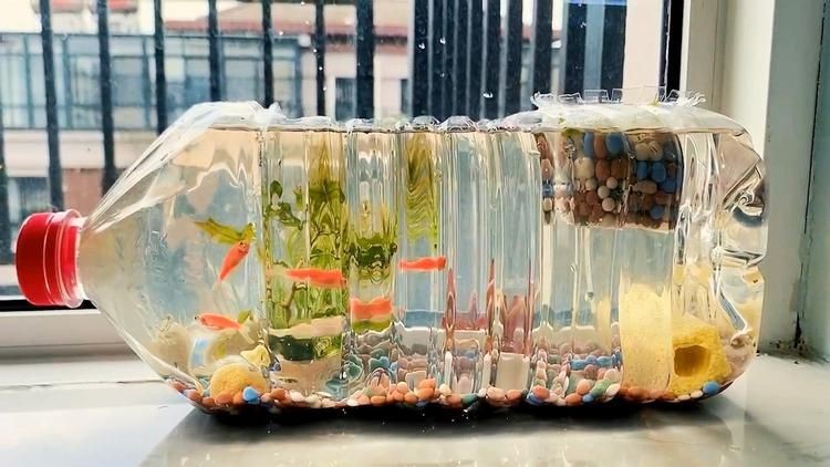 白酒瓶自制魚缸視頻：你沒見過的微觀世界，酒瓶改造成“魚缸”，又省錢了