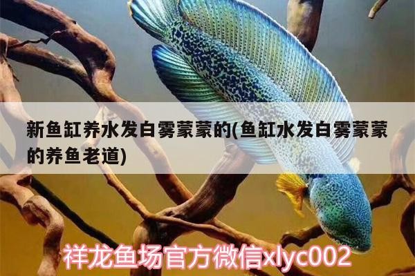 新魚缸養水發白霧蒙蒙的(魚缸水發白霧蒙蒙的養魚老道)