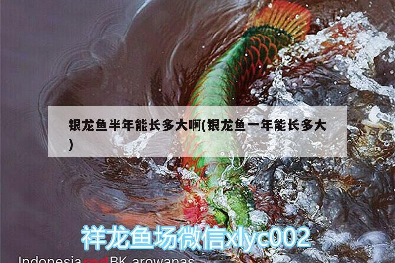 銀龍魚(yú)半年能長(zhǎng)多大啊(銀龍魚(yú)一年能長(zhǎng)多大)