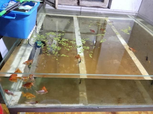 1.2米魚缸下多少鹽：1.2米長的魚缸下鹽量可以根據以下幾個方面來計算