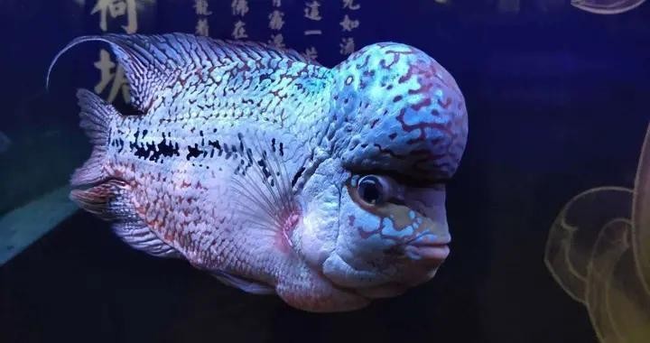 南昌市東湖區(qū)甫元水族行