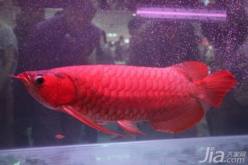 <strong><mark>南充</mark></strong>紅龍魚價(jià)格2688貴嗎？