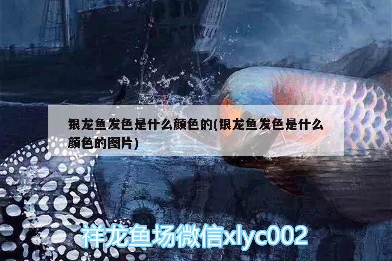 銀龍魚發(fā)色是什么顏色的(銀龍魚發(fā)色是什么顏色的圖片)