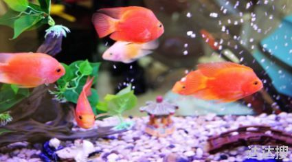 出現病魚的魚缸怎么辦呢：出現病魚的魚缸需要采取一系列綜合性的措施進行處理