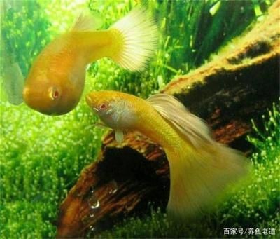 出現病魚的魚缸怎么辦呢：出現病魚的魚缸需要采取一系列綜合性的措施進行處理