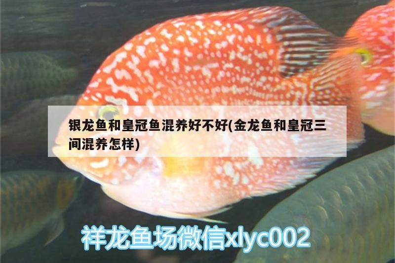 銀龍魚和皇冠魚混養好不好(金龍魚和皇冠三間混養怎樣)