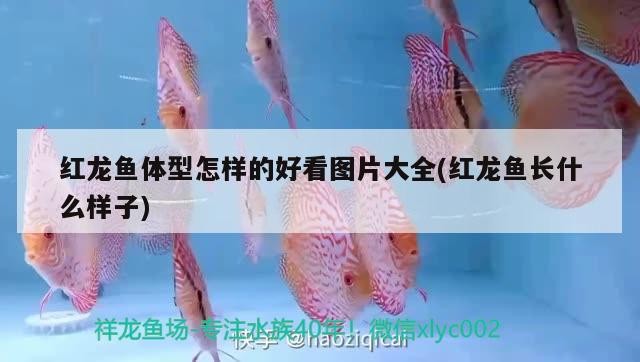 紅龍魚體型怎樣的好看圖片大全(紅龍魚長什么樣子)