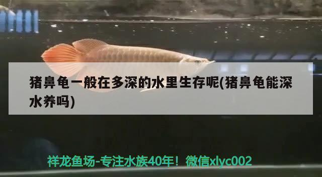 豬鼻龜一般在多深的水里生存呢(豬鼻龜能深水養嗎)