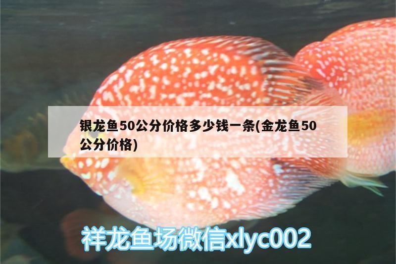 銀龍魚50公分價格多少錢一條(金龍魚50公分價格)