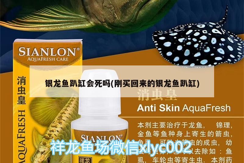 銀龍魚趴缸會死嗎(剛買回來的銀龍魚趴缸)