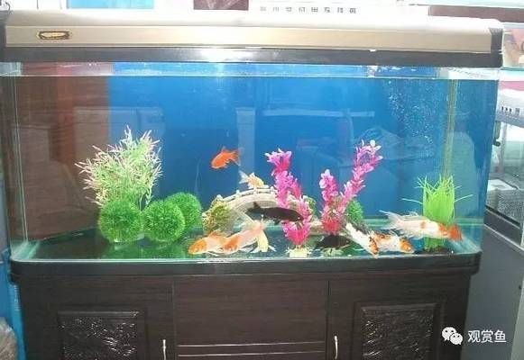 大桶水做魚缸好不好呢：大桶水是否適合用作魚缸，桶裝水養魚的優缺點是什么