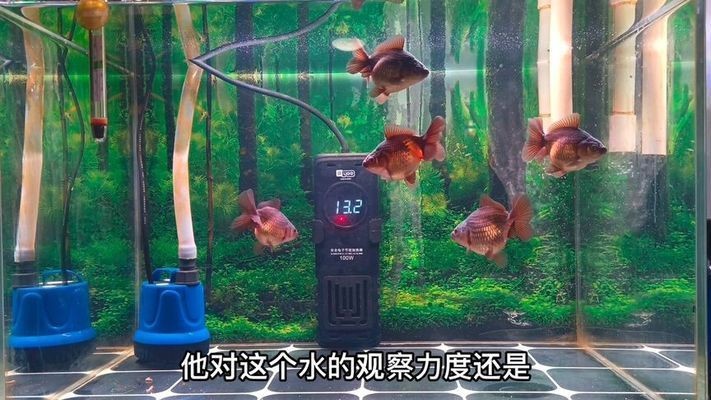 大桶水做魚缸好不好呢：大桶水是否適合用作魚缸，桶裝水養魚的優缺點是什么