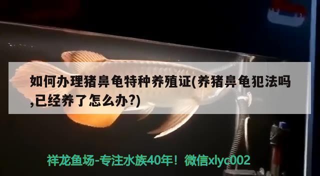 龍魚散尾是好事還是壞事？（龍魚散尾是好事兒，養魚大有學問在其中） 龍魚散尾是好事還是壞事？（龍魚散尾是好事兒，養魚大有學問在其中） 觀賞魚百科 第1張