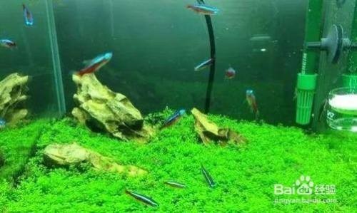 院子里放魚缸最好的方位（農村院子擺放魚缸位置）