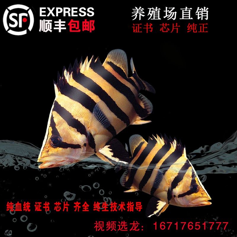 印尼小紅龍魚養(yǎng)殖技術(shù)最新進(jìn)展:印尼小紅龍魚養(yǎng)殖技術(shù)在水質(zhì)管理、飼料選擇、疾病預(yù)防和繁殖技術(shù) 紅龍魚百科 第2張 印尼小紅龍魚養(yǎng)殖技術(shù)最新進(jìn)展:印尼小紅龍魚養(yǎng)殖技術(shù)在水質(zhì)管理、飼料選擇、疾病預(yù)防和繁殖技術(shù) 印尼小紅龍魚養(yǎng)殖技術(shù)最新進(jìn)展:印尼小紅龍魚養(yǎng)殖技術(shù)在水質(zhì)管理、飼料選擇、疾病預(yù)防和繁殖技術(shù) 紅龍魚百科 第2張