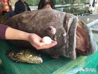 龍躉怎么讀