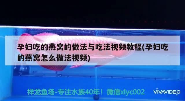 豬鼻龜多深的水養(yǎng)最好看視頻講解(豬鼻龜多深的水養(yǎng)最好看視頻講解圖片)