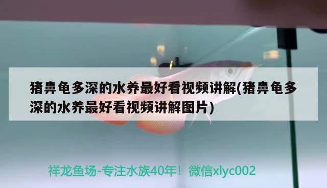 豬鼻龜多深的水養(yǎng)最好看視頻講解(豬鼻龜多深的水養(yǎng)最好看視頻講解圖片)