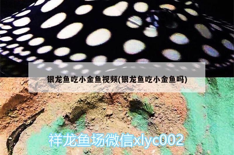 銀龍魚吃小金魚視頻(銀龍魚吃小金魚嗎)
