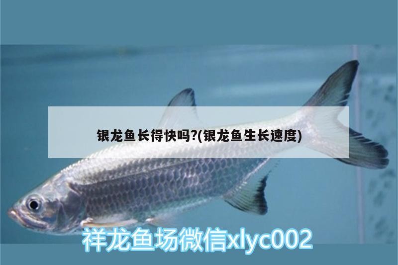 魚缸用增氧泵價格是多少:魚缸增氧機-xtrac增氧機-xtrac增氧機 銀龍魚長得快嗎?(銀龍魚生長速度) 銀龍魚百科 銀龍魚長得快嗎?(銀龍魚生長速度) 銀龍魚長得快嗎?(銀龍魚生長速度) 銀龍魚百科
