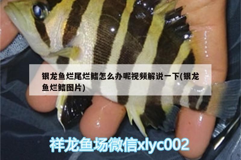 銀龍魚爛尾爛鰭怎么辦呢視頻解說一下(銀龍魚爛鰭圖片)