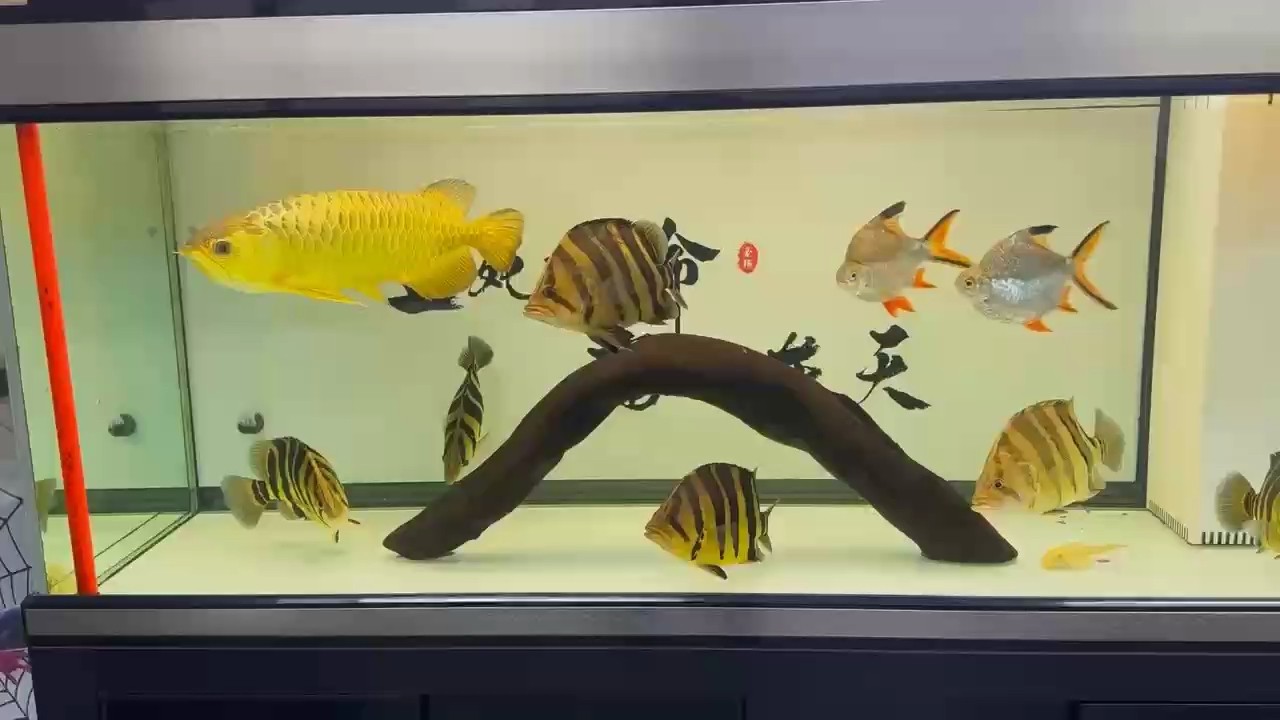 魚缸用增氧泵價格是多少:魚缸增氧機-xtrac增氧機-xtrac增氧機 金條 龍魚論壇 金條 金條 龍魚論壇