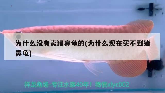 為什么沒有賣豬鼻龜的(為什么現在買不到豬鼻龜)