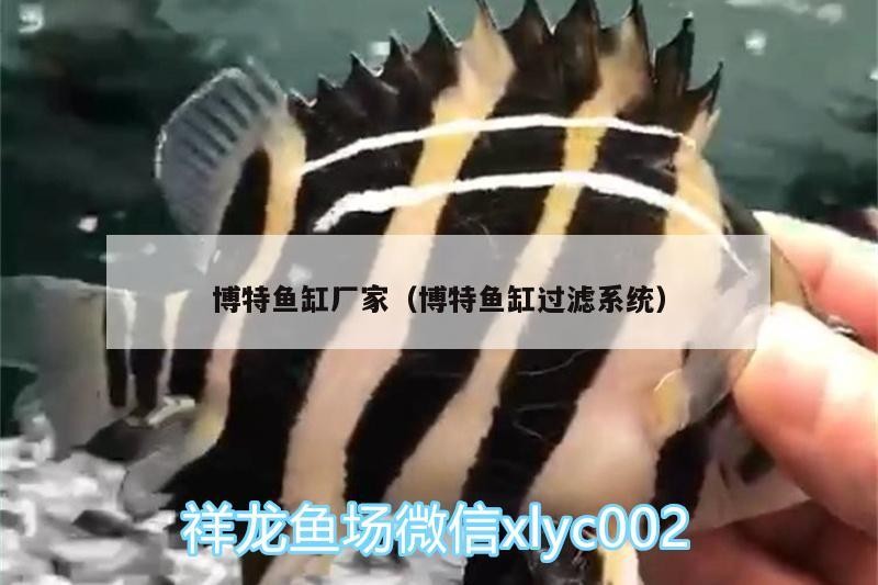 博特魚缸廠家（博特魚缸過濾系統）