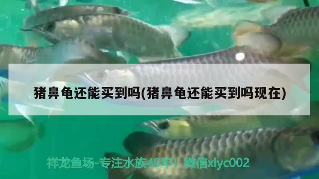 豬鼻龜還能買到嗎(豬鼻龜還能買到嗎現在)