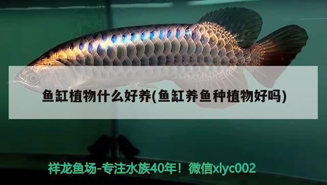 魚缸植物什么好養(魚缸養魚種植物好嗎)