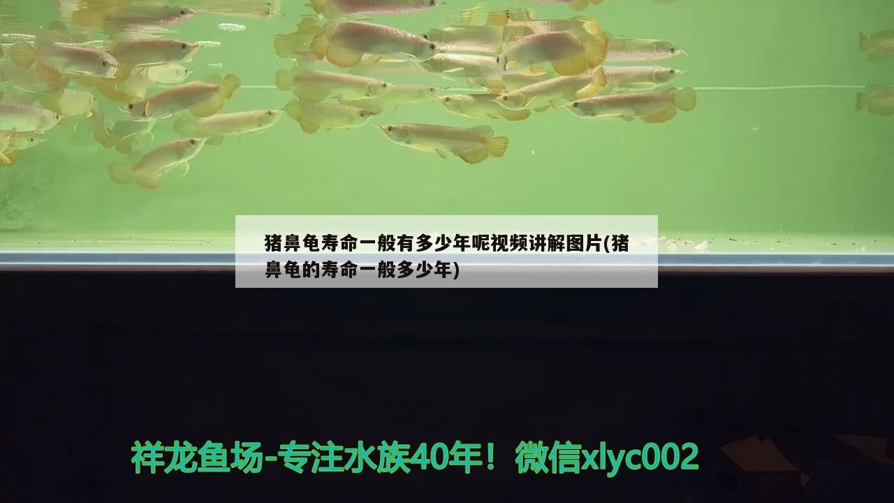 豬鼻龜壽命一般有多少年呢視頻講解圖片(豬鼻龜的壽命一般多少年) 豬鼻龜壽命一般有多少年呢視頻講解圖片(豬鼻龜的壽命一般多少年) 豬鼻龜百科