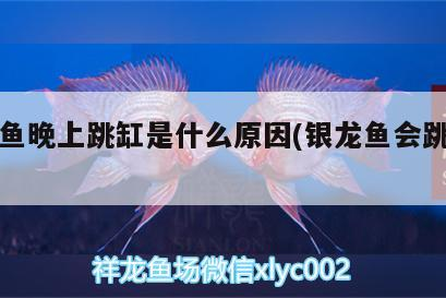 銀龍魚晚上跳缸是什么原因(銀龍魚會跳缸嗎)